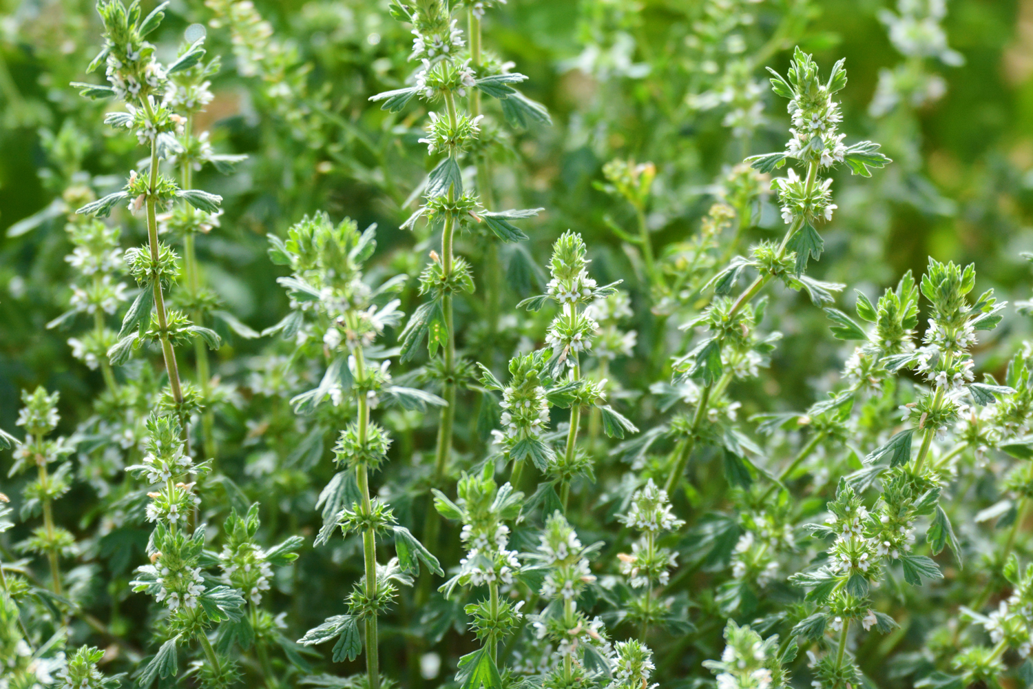 白花益母草原创拍摄