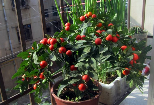 吉庆果好养又耐旱四季挂满红果果不会养花的都养它