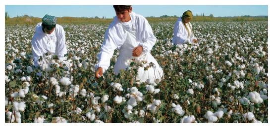 关于新疆棉花的一些常识 你知道吗?休闲区蓝鸢梦想 - Www.slyday.coM 关于新疆棉花的一些常识 你知道吗?休闲区蓝鸢梦想 - Www.slyday.coM