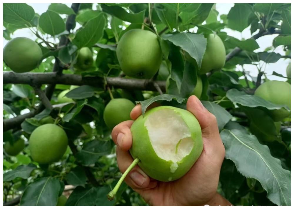 农家地里水果香