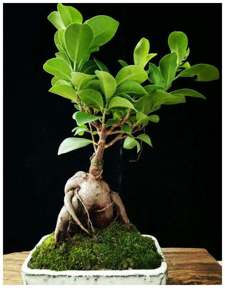 人参榕造型奇特十分可爱养好人参榕需要注意这些