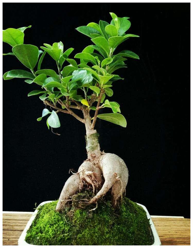 人参榕造型奇特十分可爱养好人参榕需要注意这些