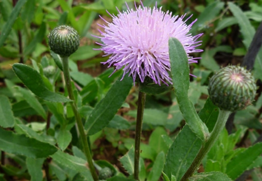 刺儿草又被称为:蓟蓟草,刺狗牙,刺蓟,枪刀菜,小恶鸡婆.