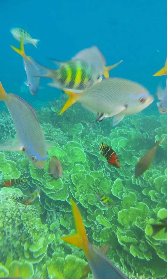 美丽的海下世界神秘的海洋图片分享