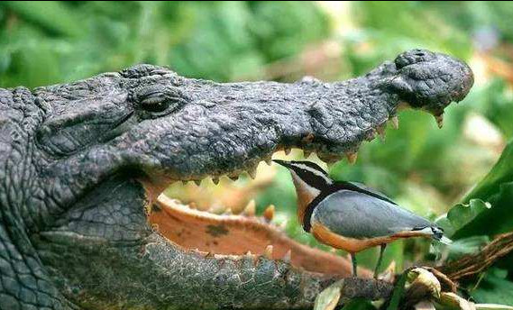 凶狠的鳄鱼碰上它,居然可以变得如此温顺听话,真是不可思议|鳄鱼|千鸟