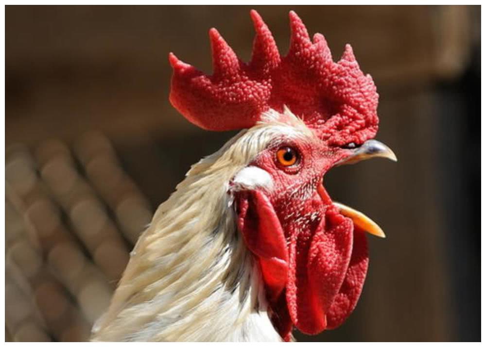 恐惧是人类最基本的情绪之一,是人类的天性,是数百万年进化下来的结果