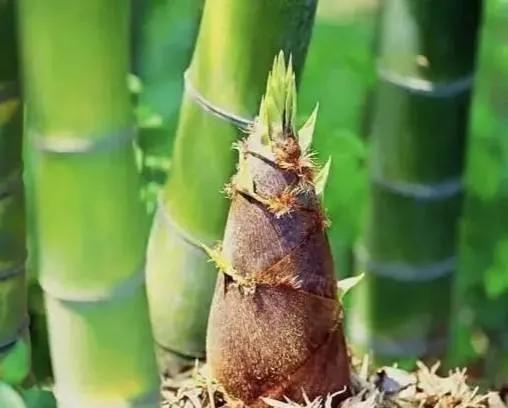 清明前后,春笋沐浴着春风,春雨破土而出,成为餐桌上的佳肴.