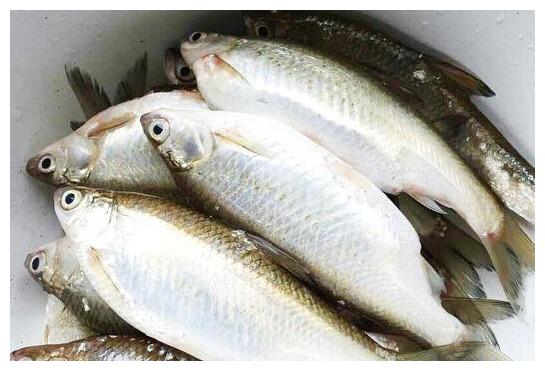 浙江有一种鱼太美味快绝迹!每年这个时候成为当地人的乡愁