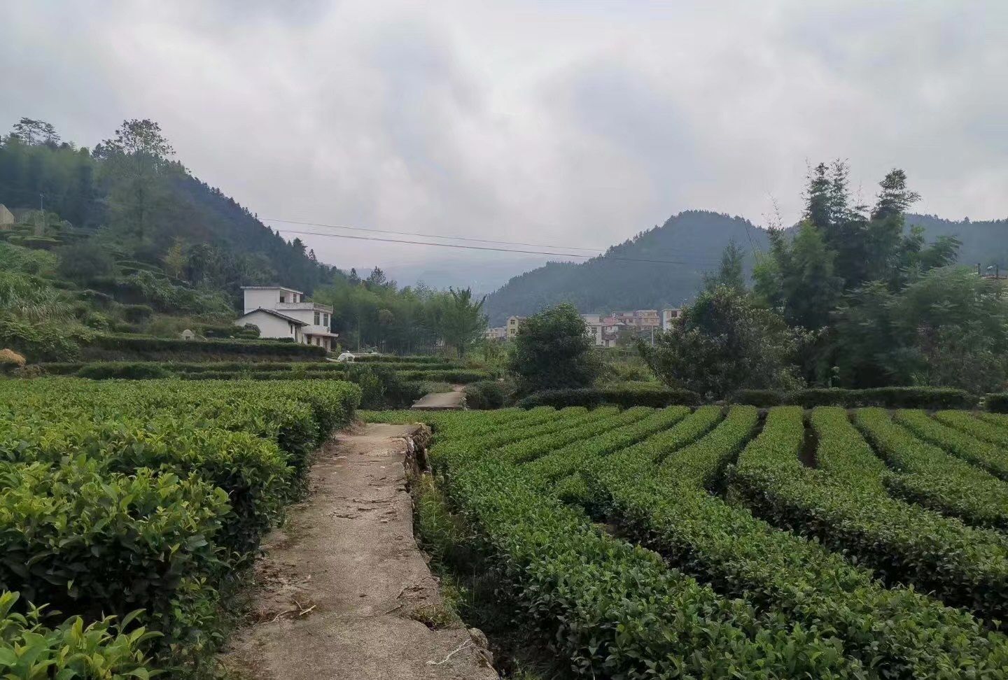 遂川汤湖:狗牯脑茶园_高清图集_新浪网