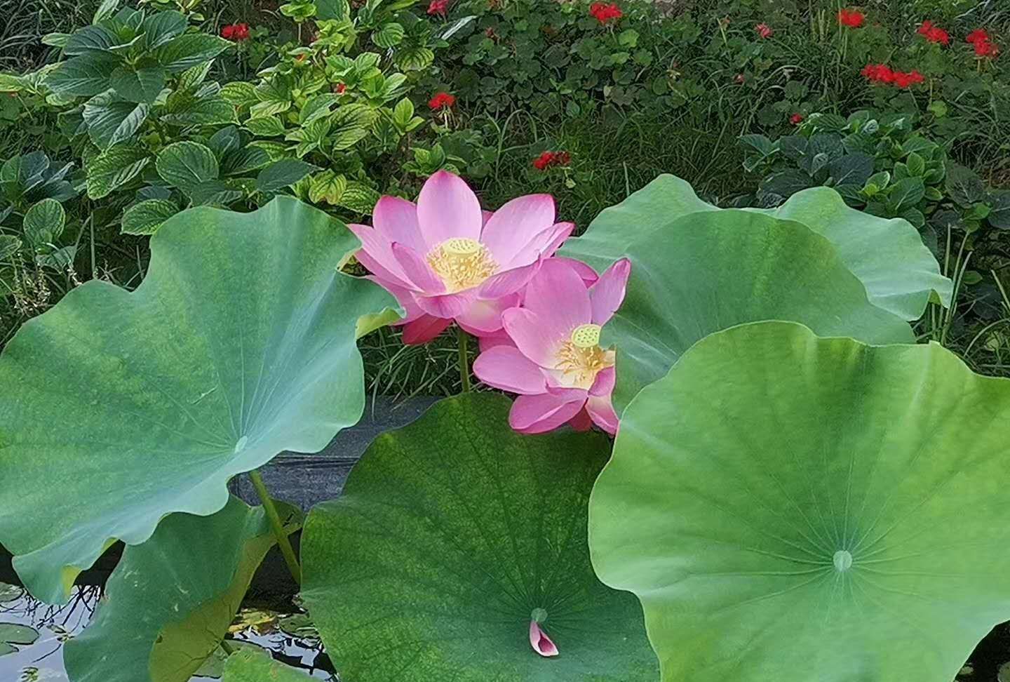 初秋之美 立秋已过 花儿们仍在美美地开 高清图集 新浪网