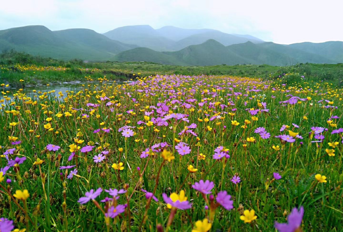 夏季,百花齐放的草地