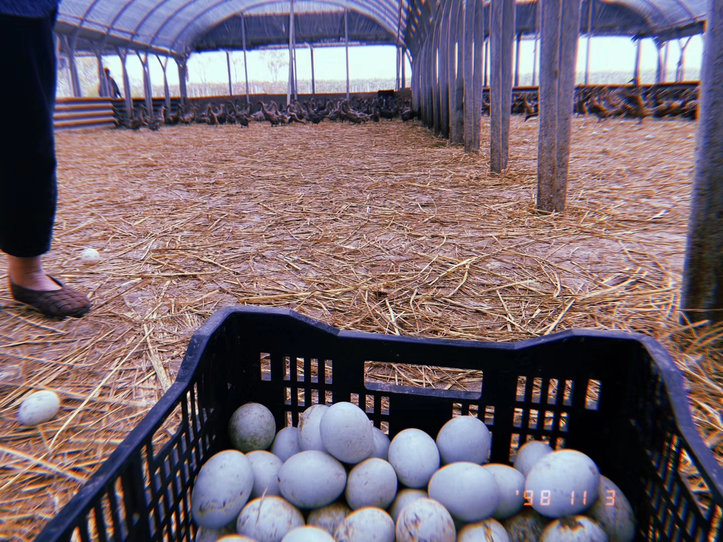 蛋鸭采食量低吃不进去还掉毛产蛋率下降怎么办