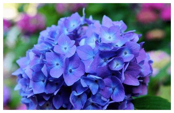 1月13日开始 运势很旺 贵人的事业有帮助 爱情遇见真爱4星座 贵人 爱情 真爱 新浪新闻