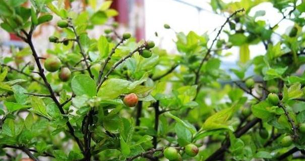 农村野果号称"清明籽",冲击高端市场,当成盆栽一盆1500