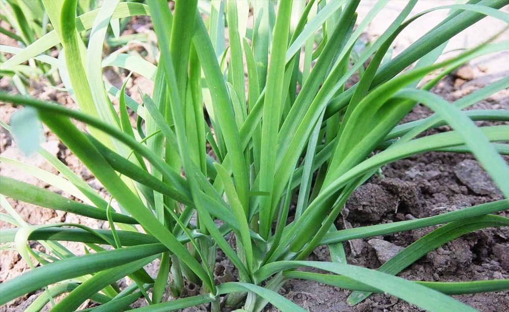 韭菜买宽叶还是细叶?它们口味相差甚远,记住口诀以后别再瞎买了