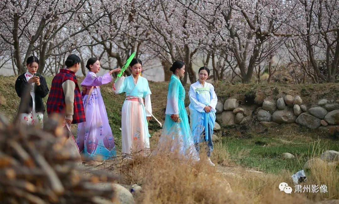 花开似海,没有了"节",酒泉肃州区金佛寺的杏花依旧烂漫