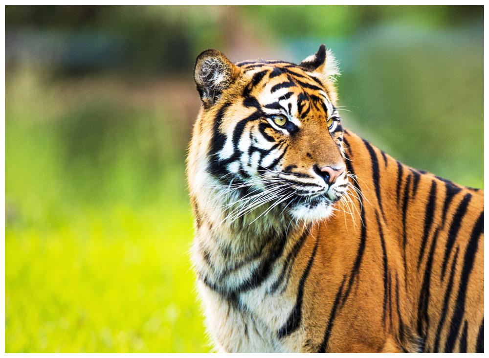 生肖虎的221年运势(属虎的21年运气怎么样)