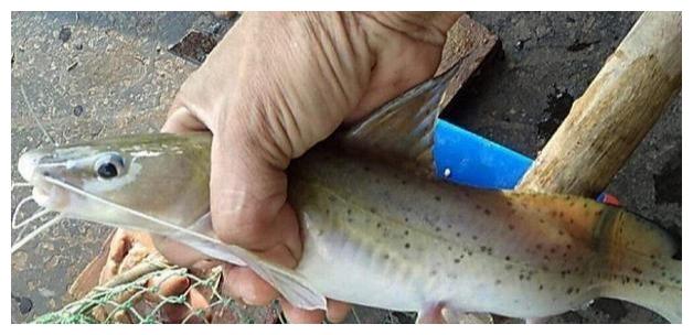 外形像鲶鱼还有芝麻香气200多元一斤这是什么鱼你认识吗