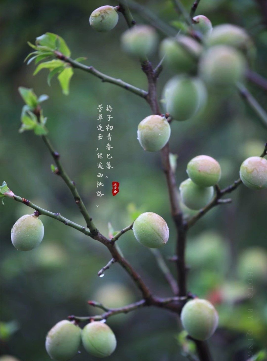 中华诗词道尽青梅时节