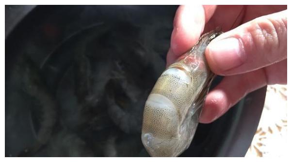 吃虾别"白瞎",常见4个误区,不瞎吃不白瞎