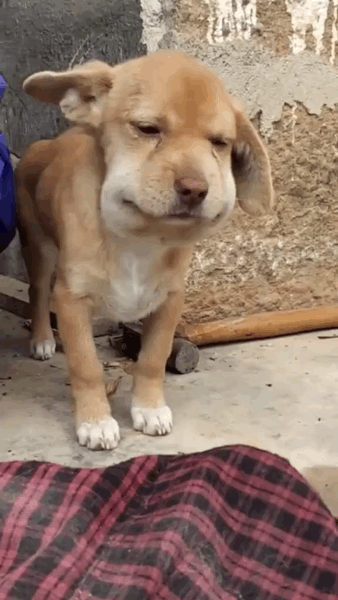 俞灏明熬夜后脸部肿胀,左右脸严重不对称,死里逃生后颜值成硬伤