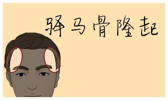 所谓的驿马骨,就是我们在太阳穴的位置有骨头突出,此处长得饱满有肉