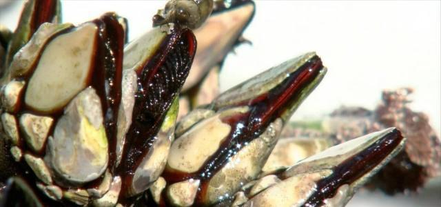 起的海鲜,普通人只有看的份,土豪才会买|鹅颈藤壶|海鲜|土豪_新浪新闻