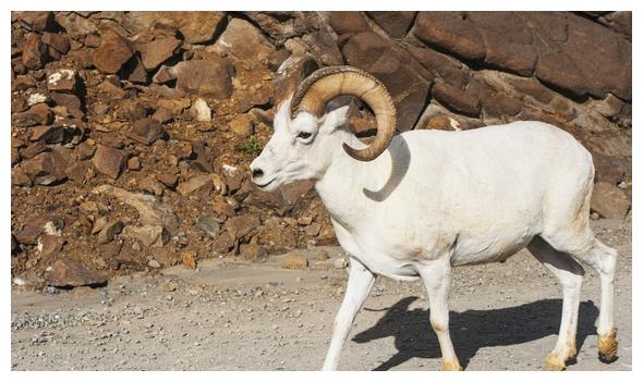 十羊九不全揭秘1979年未羊的终身寿命41岁后什么命