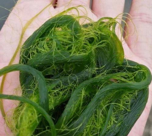 青苔 傣族的一道美食 神秘的味道 您尝过吗?_高清图集_新浪网