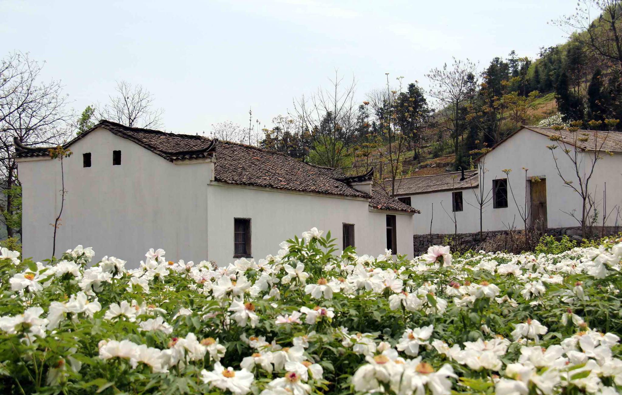 安徽胡氏宗亲联谊会考察芜湖南陵何湾镇龙山村