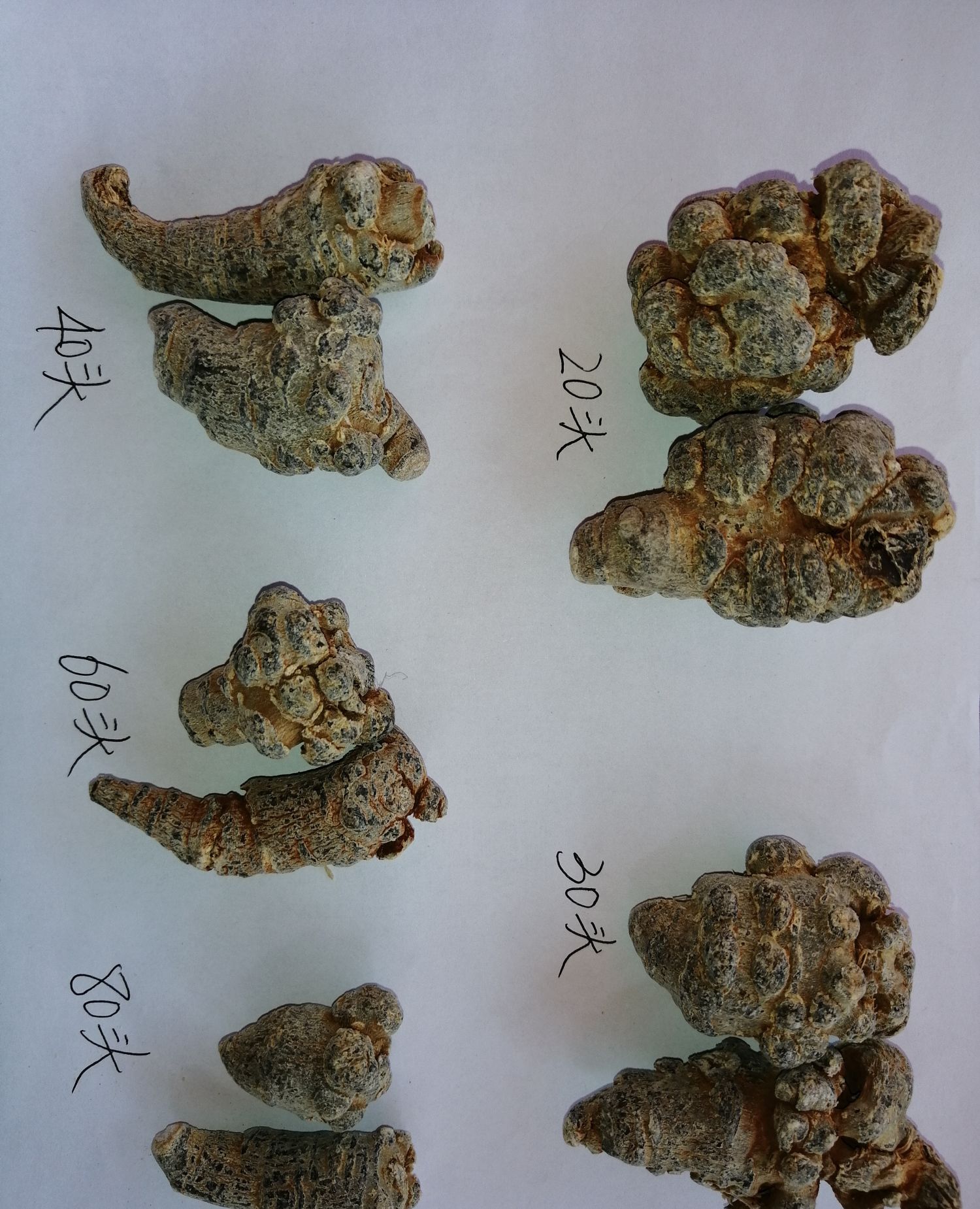 三七的头数及长相图解