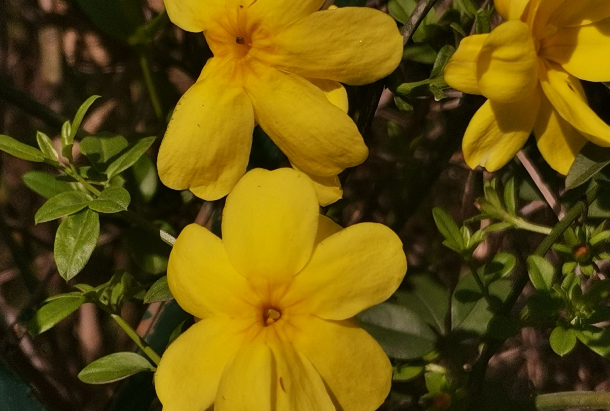 六瓣迎春花,四瓣连翘