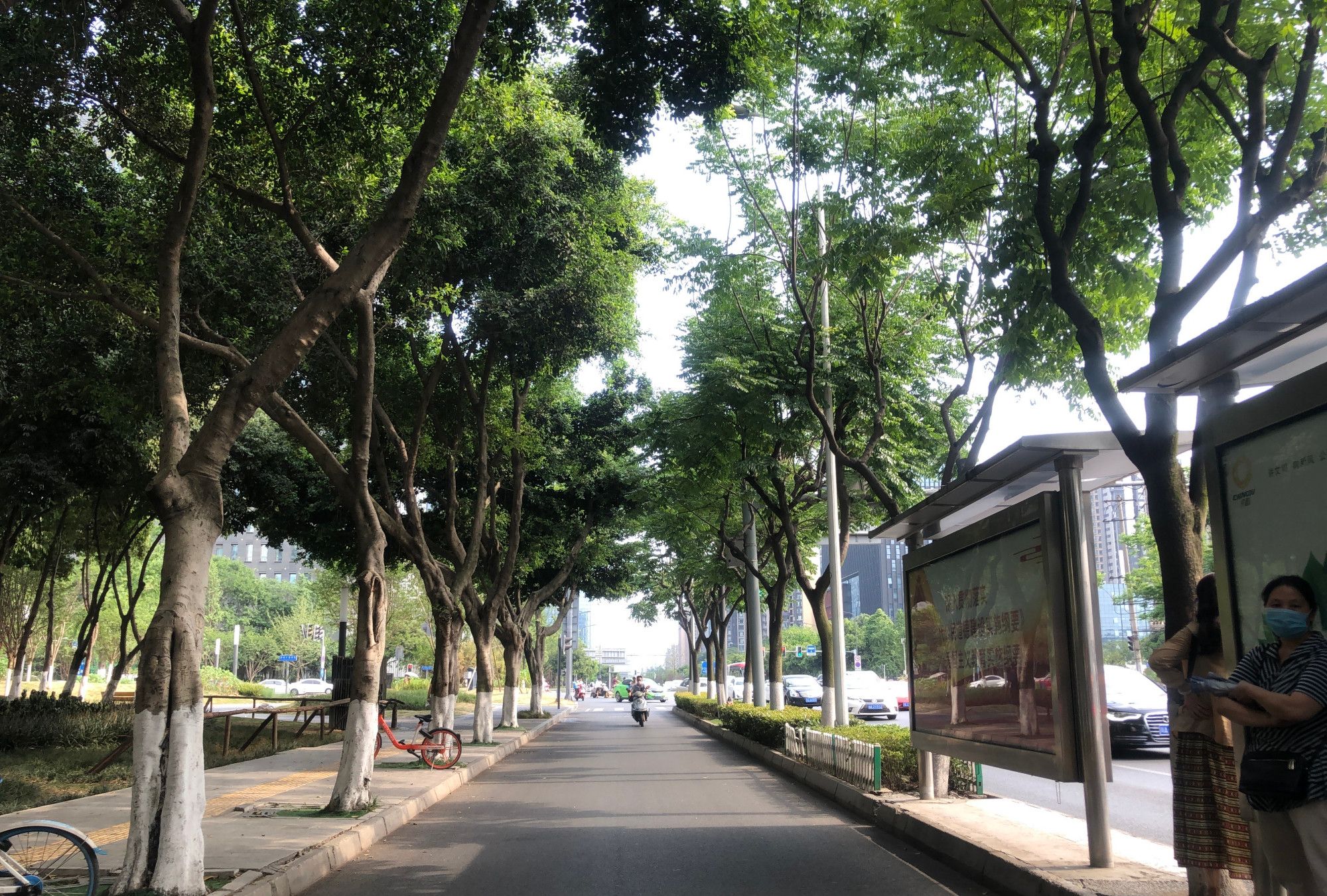 成都益州大道,环境太美了