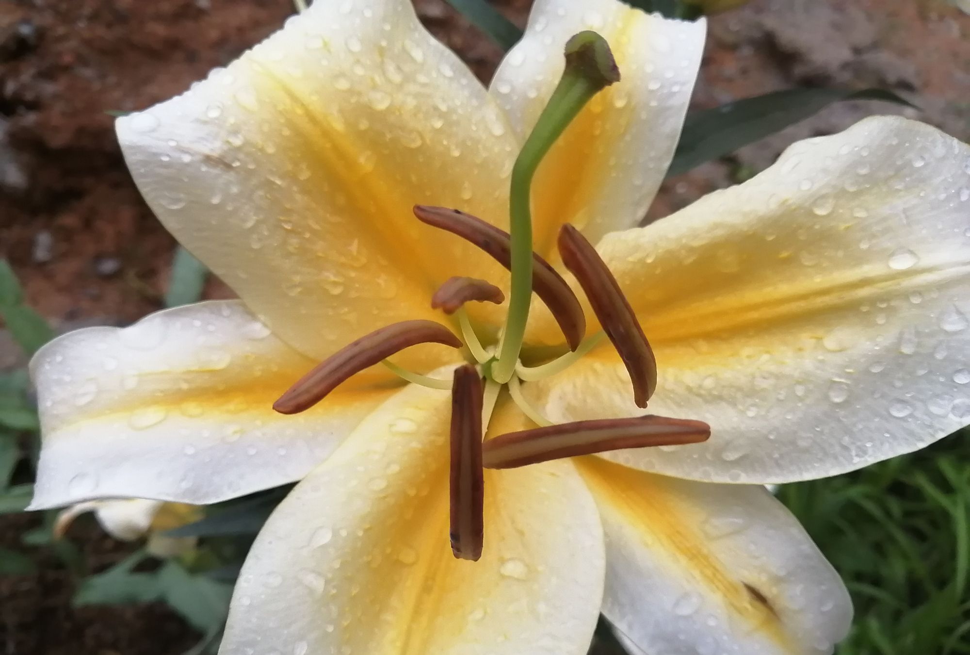 雨后的百合花,清新脱俗_高清图集_新浪网