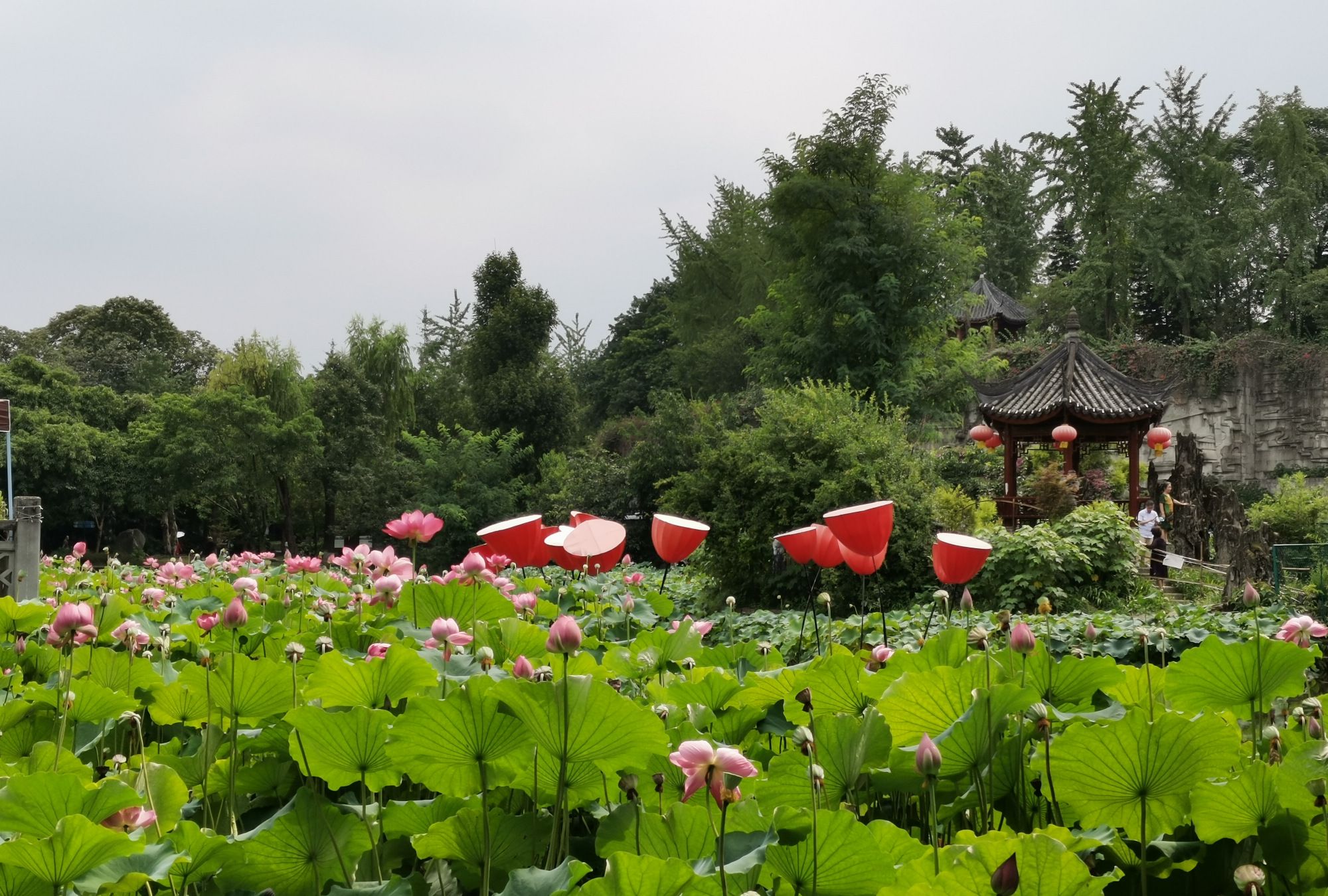 成都文化公园,赏荷花正当时