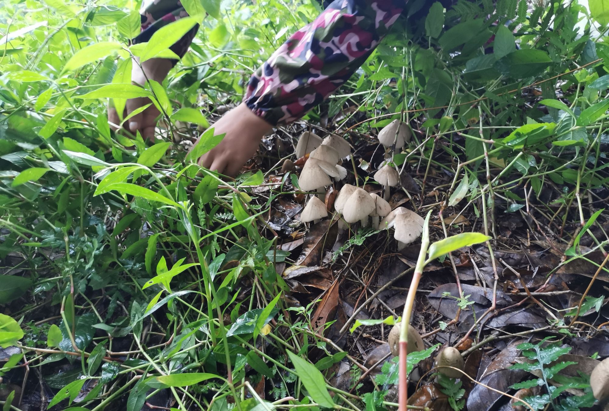 农村野生鸡枞菌 见识一下_高清图集_新浪网