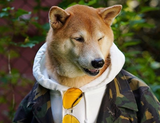 欧巴柴轻松驾驭时尚……网友:比人类还上相!