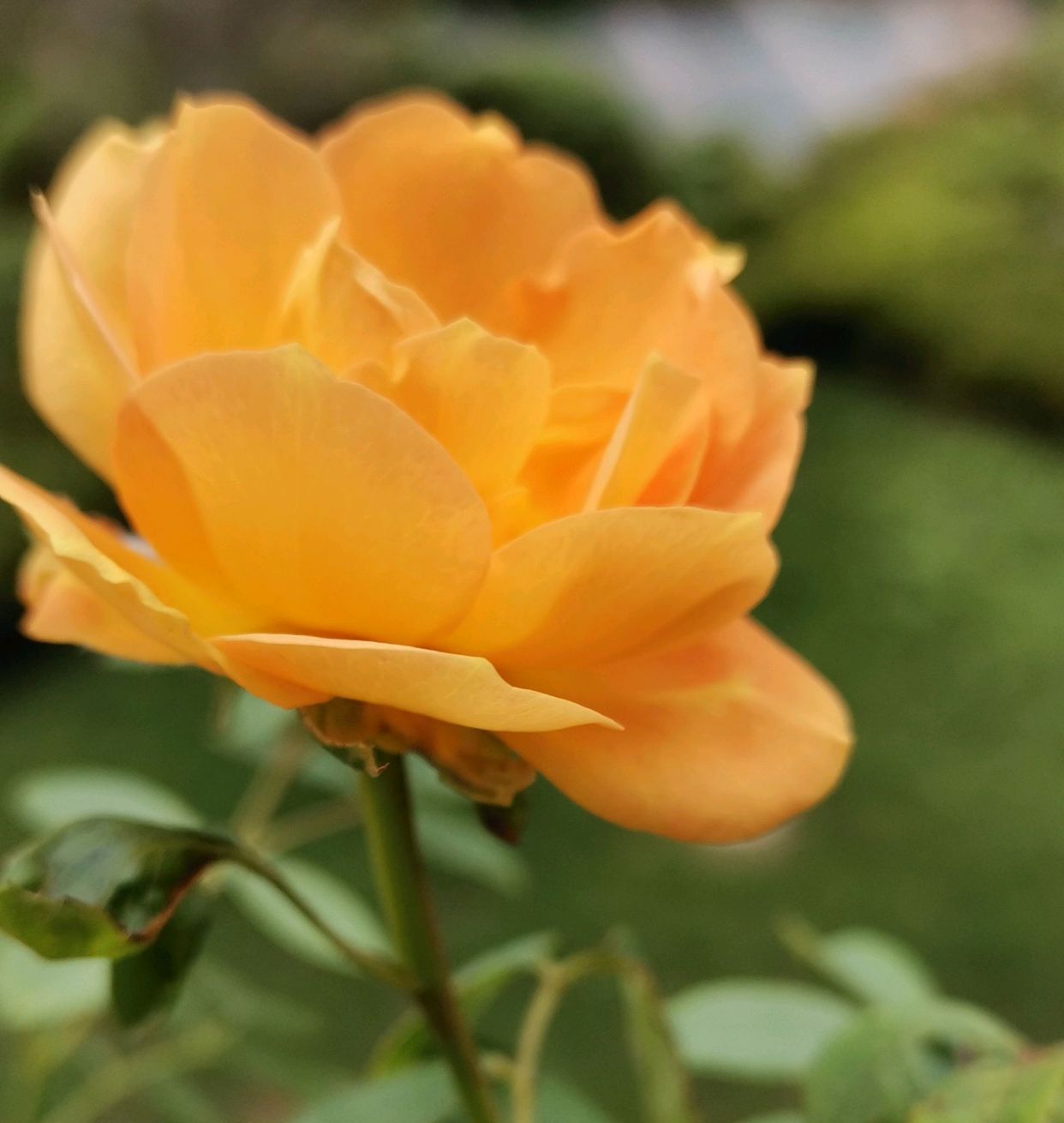 立秋后 有几种花开花性非常好 立秋后 有几种花开花性非常好