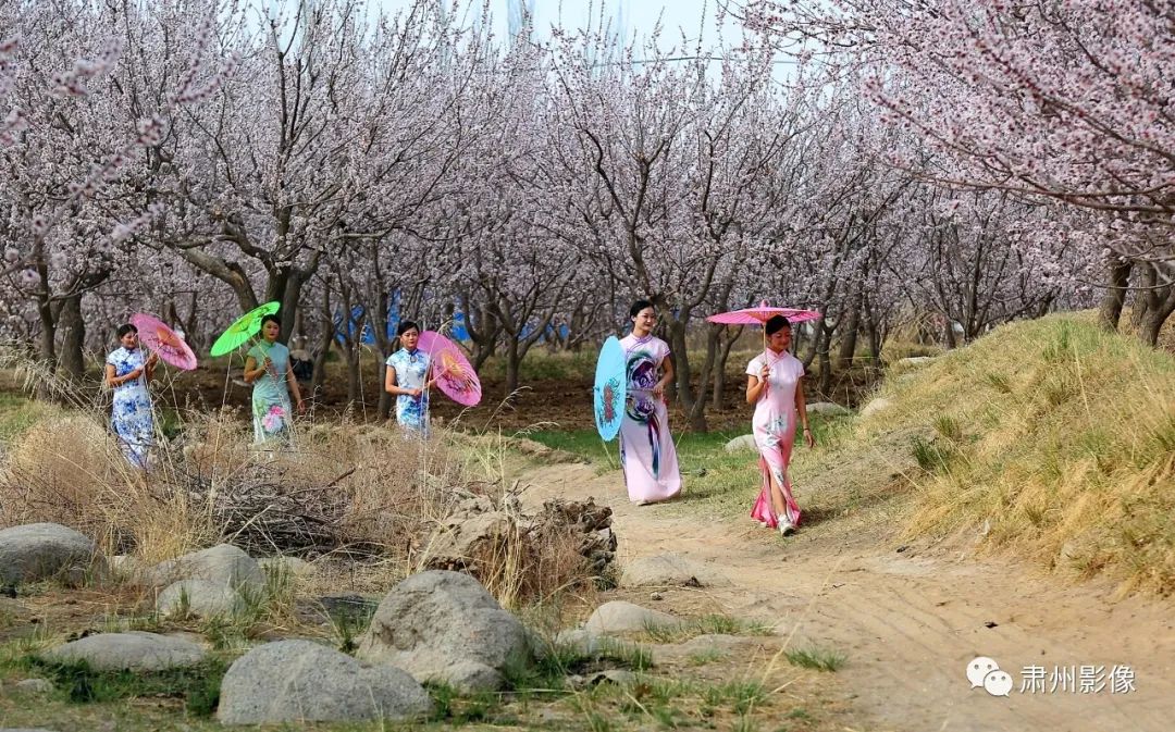 花开似海,没有了"节",酒泉肃州区金佛寺的杏花依旧烂漫