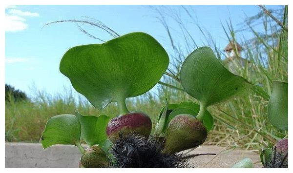 入侵中国的水葫芦,如今都去哪里了?网友:中国人就是厉害