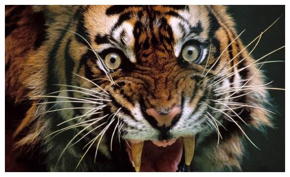 属虎人不简单,今年两大吉星高照,财运爆发“负翁”变“富翁”!休闲区蓝鸢梦想 - Www.slyday.coM 属虎人不简单,今年两大吉星高照,财运爆发“负翁”变“富翁”!休闲区蓝鸢梦想 - Www.slyday.coM