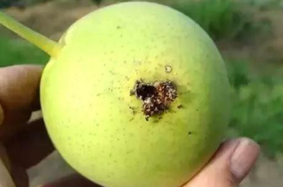 这个杀虫剂新配方专治钻心虫,15分钟死虫,持效期可达30天