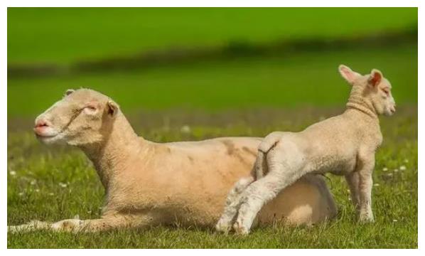 属羊人2021运势,穿3种颜色衣服最旺!12月9日开始转变