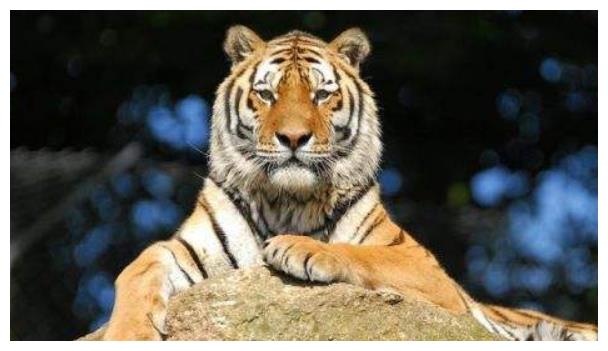 生肖虎来了,生于这五个月的属虎人,一生终会大富大贵发大财|肖虎|生肖