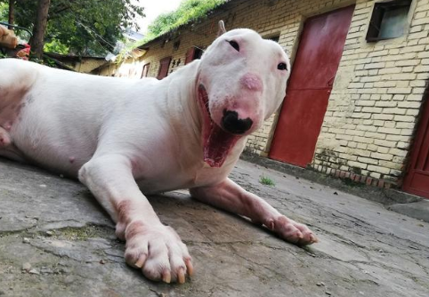 世界名犬之牛头梗,被禁养可不是因为长相,而是这货实在是太凶猛