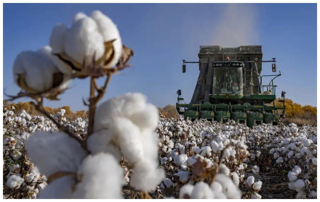 关于新疆棉花的一些常识 你知道吗?休闲区蓝鸢梦想 - Www.slyday.coM 关于新疆棉花的一些常识 你知道吗?休闲区蓝鸢梦想 - Www.slyday.coM