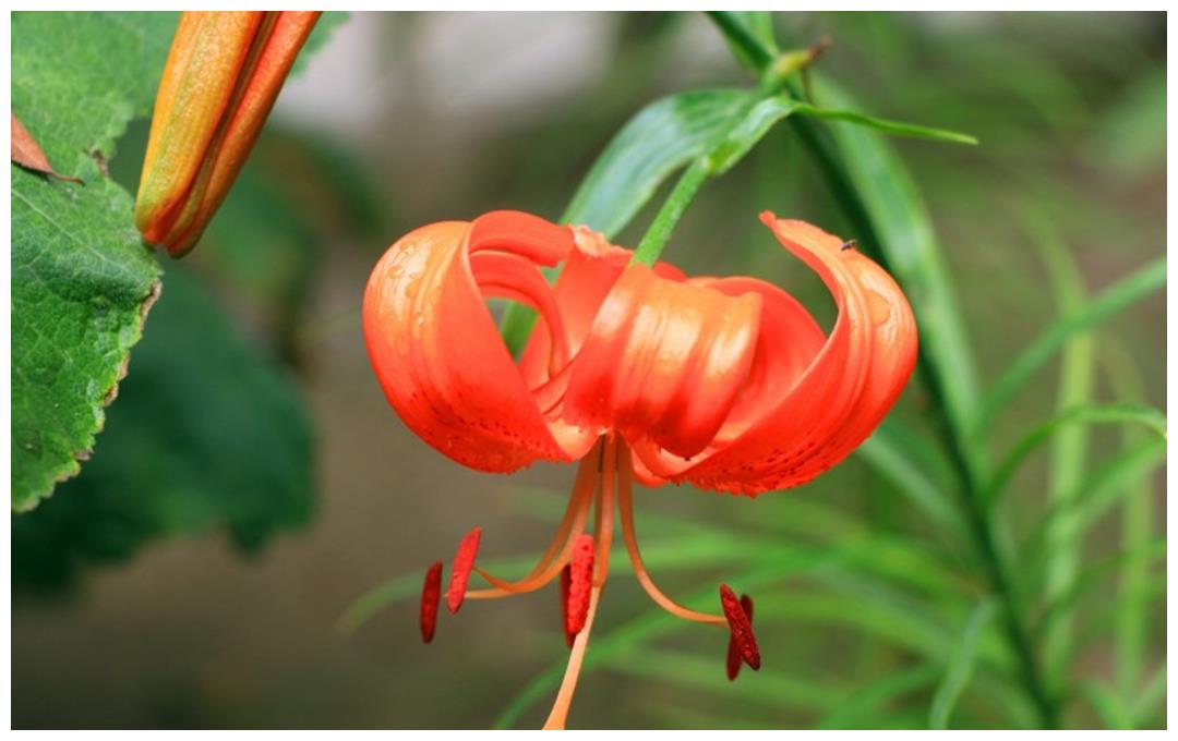 最疼老婆的3个生肖男 嫁给他们婚姻生活幸福甜蜜 你嫁对了吗 生肖 妻子 男性 新浪新闻