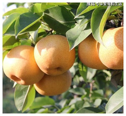 湖北百里洲砂梨,口感脆甜爽滑,味道甜美,你吃过吗?