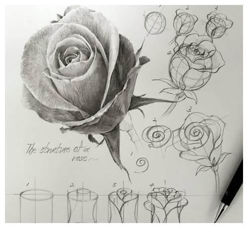 画植物素描很难造型其实只是你的画法不对老师都是这样画的