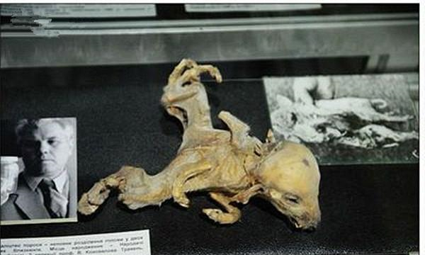 切尔诺贝利|变异|畸形_新浪新闻